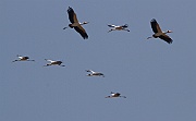 Yellow-billed stork (mycteria ibis) Lake Manyara